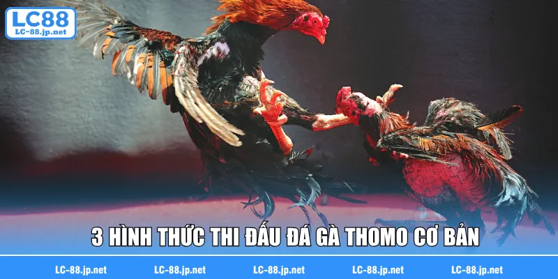 3 hình thức thi đấu đá gà Thomo cơ bản