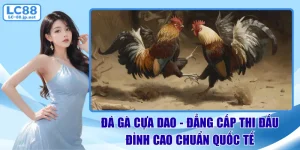 đá gà cựa dao