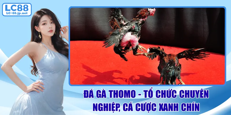 đá gà thomo