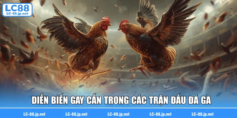 Diễn biến gay cấn trong các trận đấu đá gà