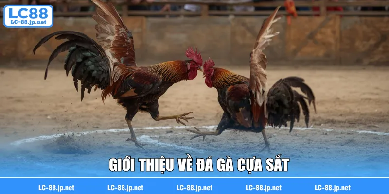 Giới thiệu về đá gà cựa sắt