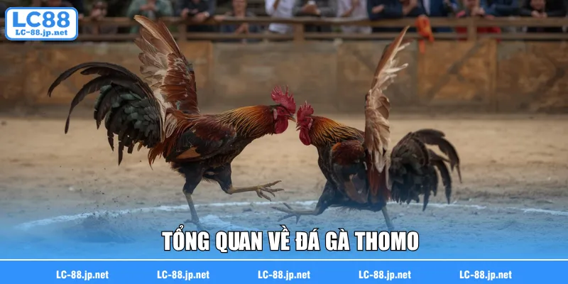Tổng quan về đá gà Thomo